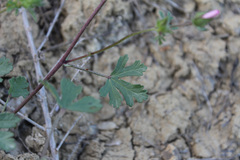 Malvalthaea transcaucasica