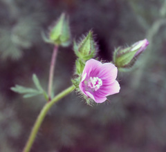 Malvalthaea transcaucasica