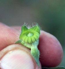 Malvalthaea transcaucasica