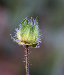 Malvalthaea transcaucasica