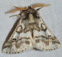 Thaumetopoea herculeana