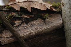 Vuilleminia comedens