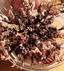 Anastatica hierochuntica