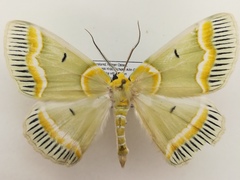 Iotaphora admirabilis