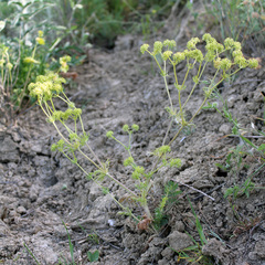 Valerianella uncinata