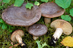 Lactarius subcircellatus