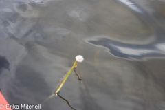 Eriocaulon aquaticum