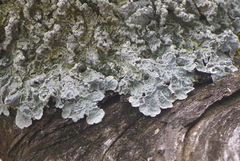 Punctelia perreticulata