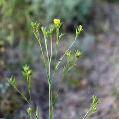 Linum corymbulosum