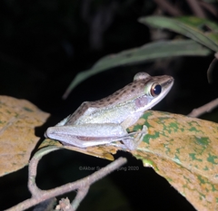 Chalcorana parvaccola