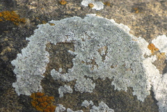 Lecanora valesiaca
