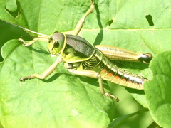 Brachystola behrensii