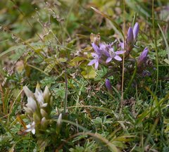 Gentianella aspera