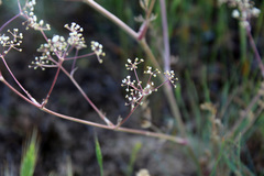Trinia