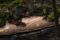 Vuilleminia comedens