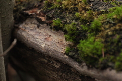 Vuilleminia comedens