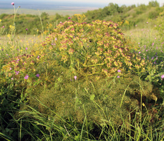 Prangos ferulacea