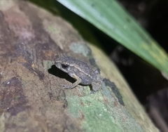 Ingerophrynus parvus