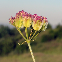 Prangos ferulacea