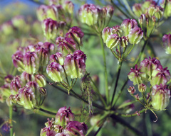 Prangos ferulacea