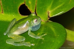 Vitreorana uranoscopa