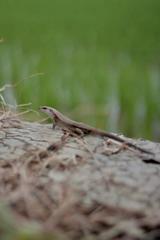 Eutropis multifasciata