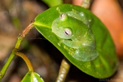 Vitreorana uranoscopa