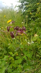 Aquilegia oxysepala
