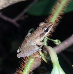 Indosylvirana nicobariensis