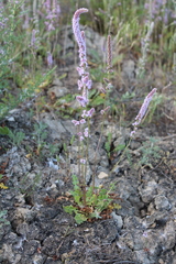 Psylliostachys spicata