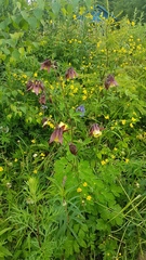 Aquilegia oxysepala