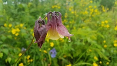 Aquilegia oxysepala