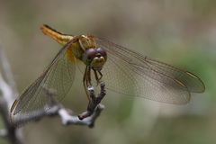 Crocothemis servilia