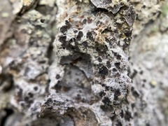 Felipes leucopellaeus