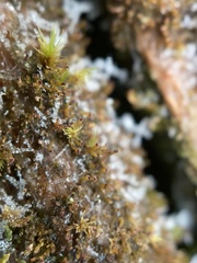 Crossocalyx hellerianus