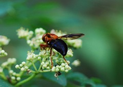 Volucella linearis