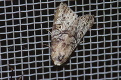 Bryophilina mollicula