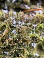 Crossocalyx hellerianus