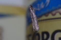 Glyptoteles leucacrinella