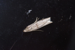 Glyptoteles leucacrinella