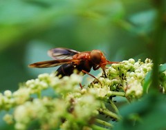 Volucella linearis
