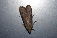 Lamoria adaptella