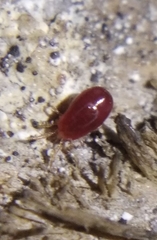 Dermanyssus gallinae