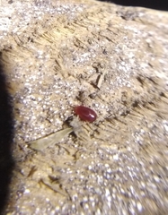 Dermanyssus gallinae