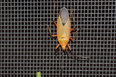 Dysdercus fuscomaculatus