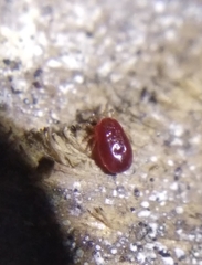 Dermanyssus gallinae