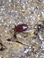 Dermanyssus gallinae