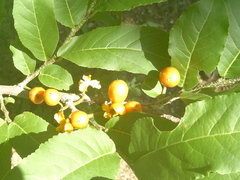 Casearia dolichophylla