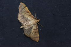 Omiodes decisalis