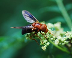 Volucella linearis